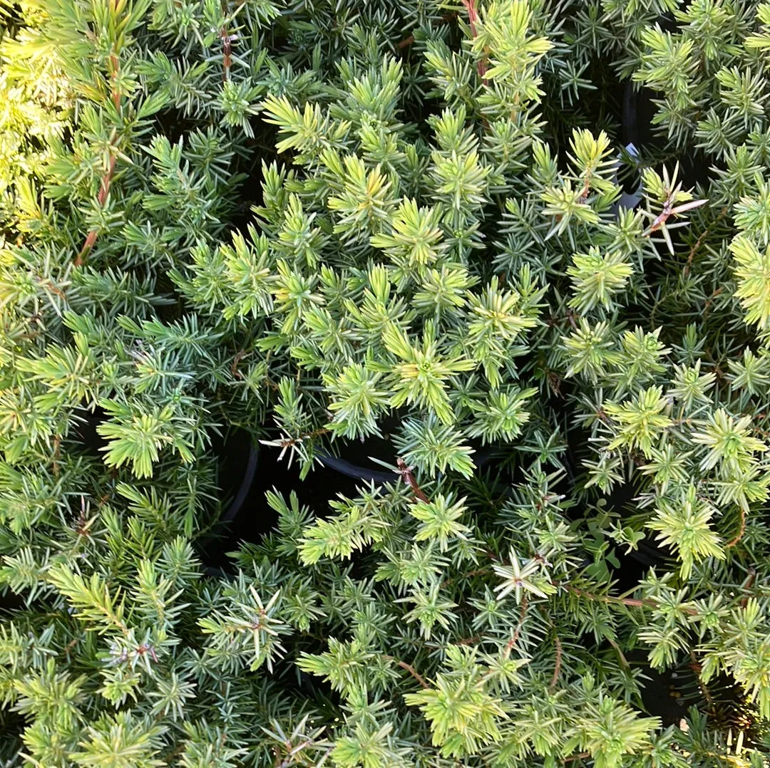 Blue Pacific Shore Juniper