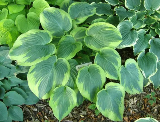Cinderella Hosta