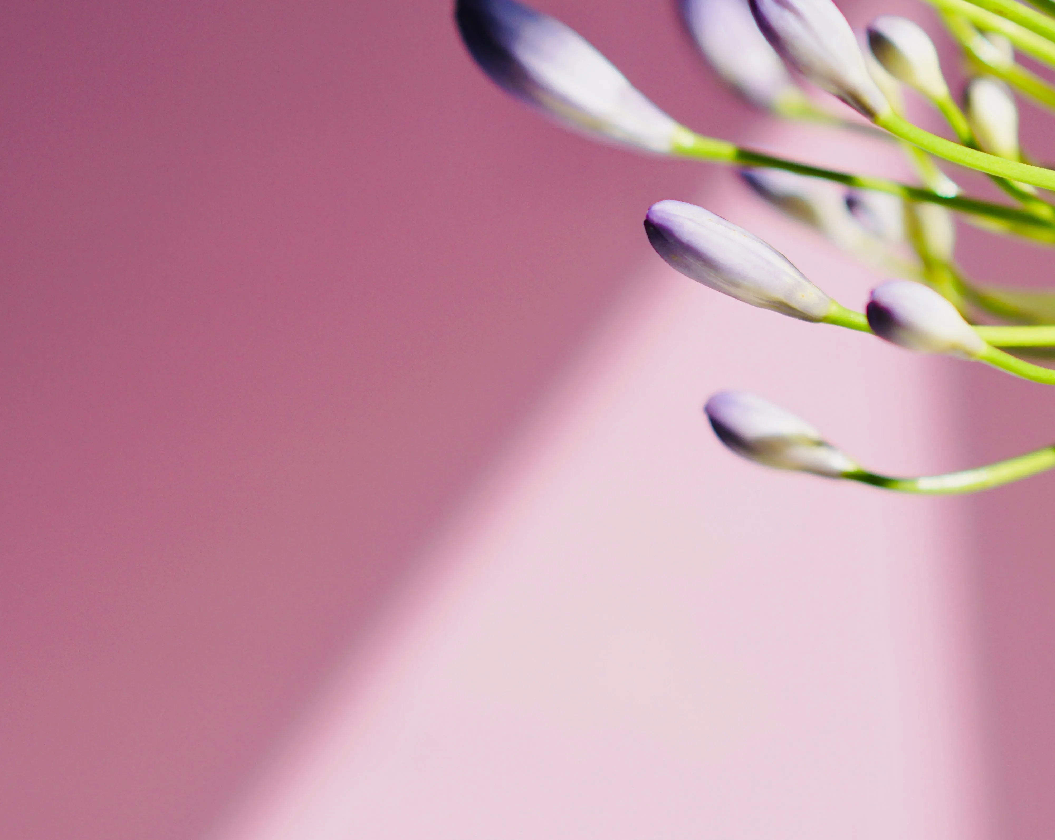Friendly Pink eggshell paint